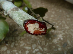 Pterocarpus mildbraedii