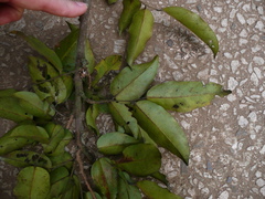 Pterocarpus mildbraedii