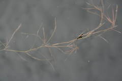 Potamogeton obtusifolius
