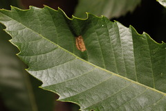 Phyllonorycter messaniella