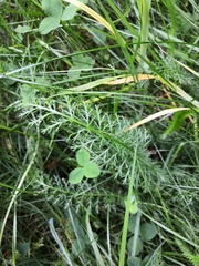 Achillea millefolium