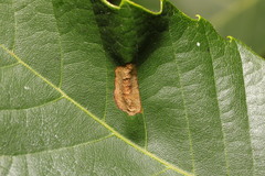 Phyllonorycter messaniella