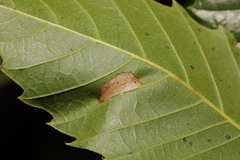 Phyllonorycter messaniella