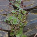 Crassula montana - Photo (c) James Deacon, some rights reserved (CC BY-NC), uploaded by James Deacon
