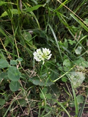 Trifolium repens