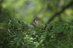 Passer montanus