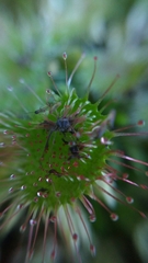 Drosera rotundifolia image