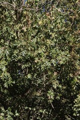 Hippobromus pauciflorus