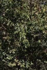 Hippobromus pauciflorus