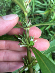 Hygrophila lacustris