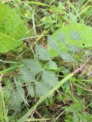 Pimpinella saxifraga