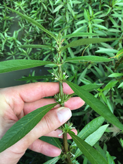 Hygrophila lacustris