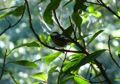 Sittiparus castaneoventris