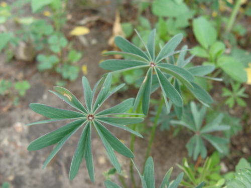 Image of Oxalis decaphylla by (c) Alexis López Hernández, some rights reserved (CC BY)