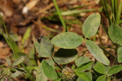 Erysiphe trifoliorum