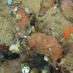 Lipotrapeza vestiens