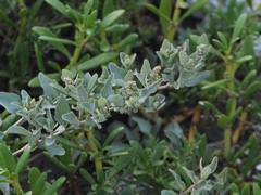 Atriplex maximowicziana