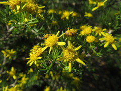 Euryops multifidus