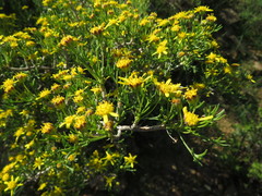 Euryops multifidus