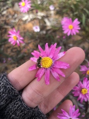 Neopasiphae mirabilis