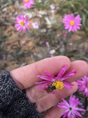 Neopasiphae mirabilis