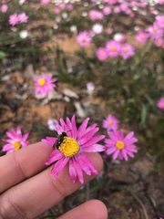 Neopasiphae mirabilis