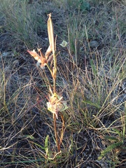 Calochortus tiburonensis