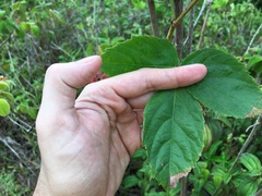 Cissus erosa