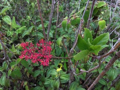 Cissus erosa