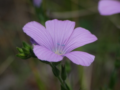 Linum viscosum