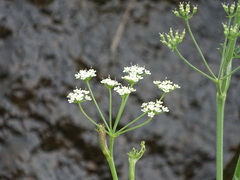 Pimpinella