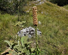 Digitalis ferruginea