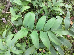 Polygonatum odoratum