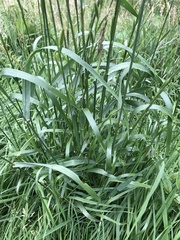 Lolium multiflorum × perenne