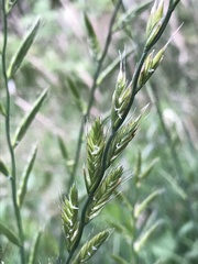 Lolium multiflorum × perenne