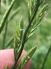Lolium multiflorum × perenne