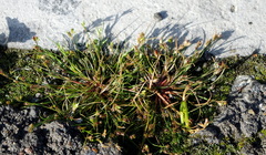 Juncus ranarius