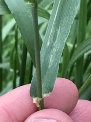 Lolium multiflorum × perenne