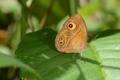 Mycalesis patnia