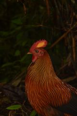 Gallus lafayettii