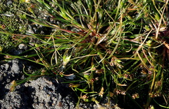 Juncus ranarius