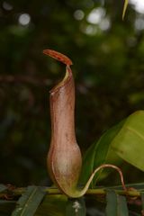 Nepenthes distillatoria