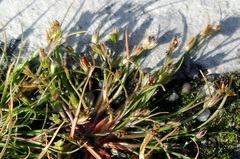 Juncus ranarius