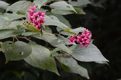 Clerodendrum infortunatum
