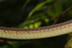 Dendrelaphis schokari
