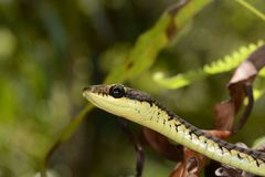Dendrelaphis schokari