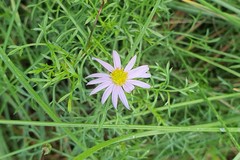 Brachyscome multifida