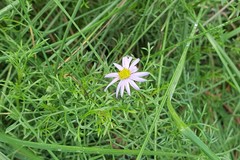 Brachyscome multifida