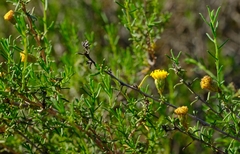 Marasmodes oubinae
