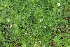 Brachyscome multifida